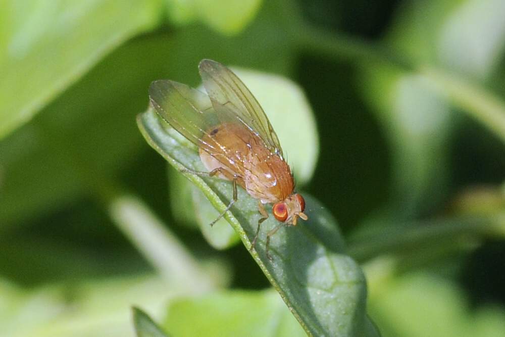 Mosca dagli occhi rossi da ID